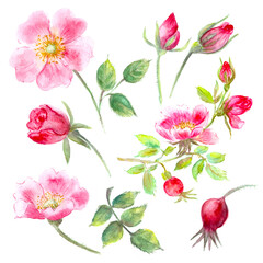 Hand drawn watercolor flower set