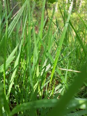 green grass with dew drops