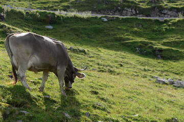 Kühe und Kälber in den Bergen