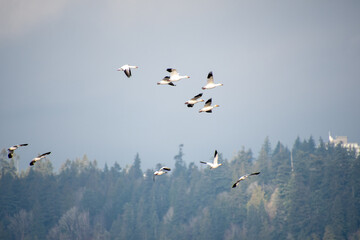A flock of snow geese flying in the sky.   Richmond BC Canada
