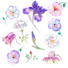 Hand drawn garden flower set - obrazy, fototapety, plakaty