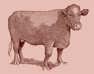 Large shorthorn bull isolated on a light pink background, after an antique illustration from the early 20th century