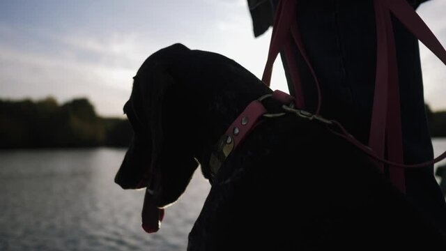 A dog sits on a pier during sunset next to its man's foot. Concept: loyalty