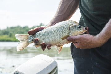 Fisherman showing caught carp fish