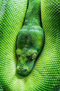 green tree python eye