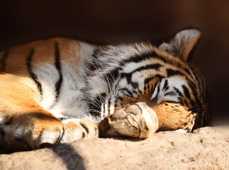 Handsome tiger resting and basking in the sun