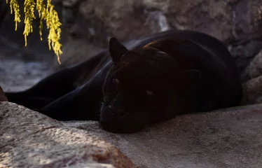 Foto op Plexiglas Big black panther resting on warm rocks © Stanislau Vyrvich