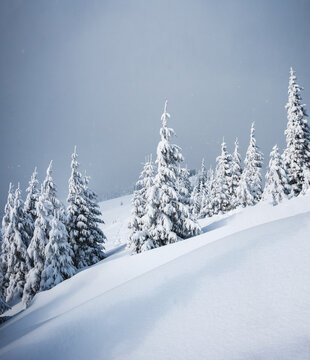 Frozen white spruces on a gloomy day. Location Carpathian mountain, Ukraine.