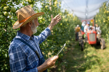 Fototapeta premium Farmer with tablet in apple orchard