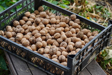 Close up of walnuts crop in crate. Pile of nuts in shell outdoors in garden.