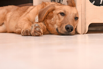 happy ginger dog lies on the floor of the house. free space for inscription