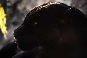 Fotobehang Head of beauty black panther © Stanislau Vyrvich