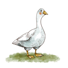 Cute hand drawn goose greeting card. Vintage rustic animals illustration isolated