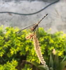 dragonfly on a leaf