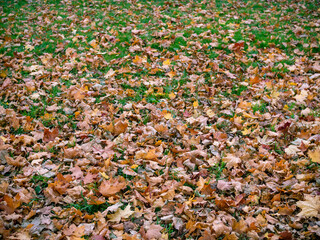 Yellow leaves laying on green grass in the city park under the warm light of the autumn sun. ...