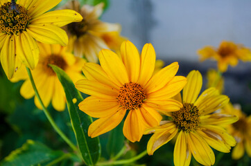 fresh potted flowers