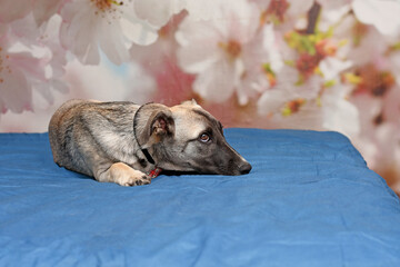 cute puppy lies on the bed with a blue blanket.