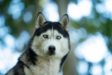 Husky dog with nature background
