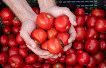 Fresh organic tomatoes in farmers hands. Box with tomatoes. Organic vegetables. Healthy food farm