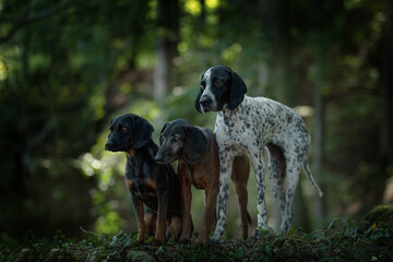 Three dogs in a forest