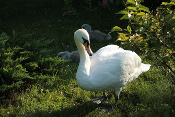 The head of the swan family is protecting his offspring