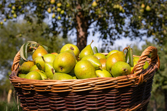 Obsternte - Korb mit frisch geernteten Birnen auf einer Obstbaumwiese., landwirtschaftliches Symbolfoto.