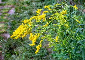 flowers in the grass