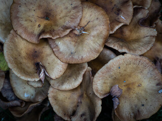 Autumn in the forest