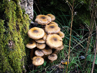 Autumn in the forest