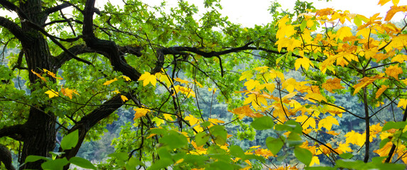 yellow autumn leaves on green tree