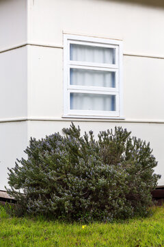 Garden shrub in front of fibro house with window
