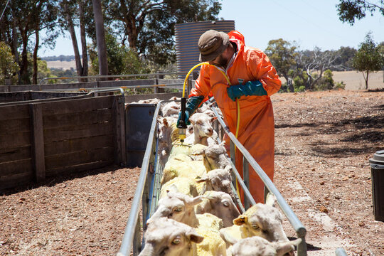 Farmer backlining sheep for lice protection