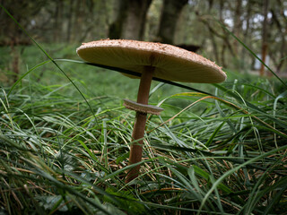 Autumn in the forest