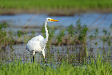 Egret catches frogs on the lake