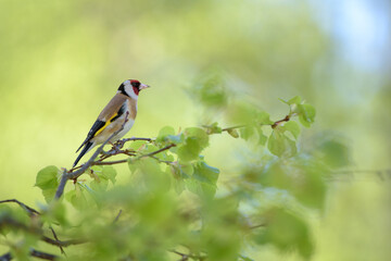 Goldfinch in spring foliage in forest