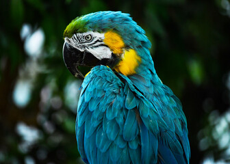 Handsome blue parrot sits thoughtfully on a rock