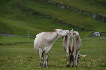 Kühe und Kälber in den Bergen