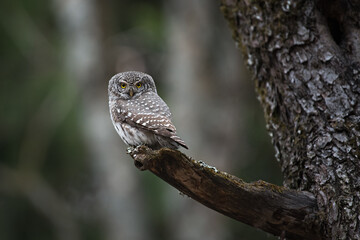 Sparrow owl sits on a branch in the autumn forest