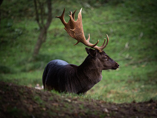 Autumn in the forest