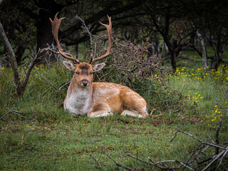 Autumn in the forest