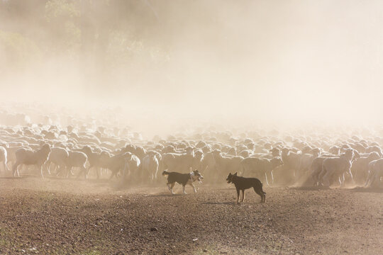 Sheepdogs mustering merino sheep
