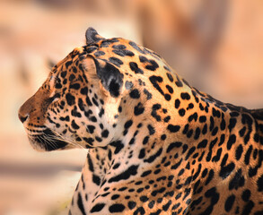 Fototapeta premium Handsome jaguar squinted at the sun
