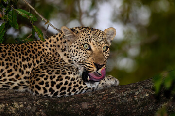 Leopard female resting in Sabi Sands Game Reserve in the Greater Kruger Region in South Africa