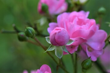 Pink shruh rose blossom against a green background