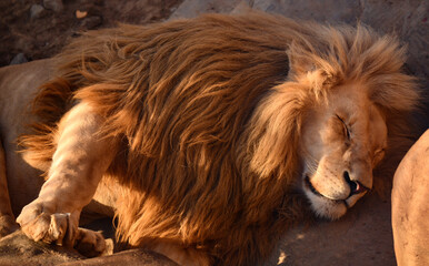 Obraz na płótnie Canvas The lion king of beasts sleeps sweetly with dangling paws