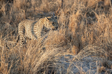 Naklejka premium Leopard female walking in Sabi Sands Game Reserve in the Greater Kruger Region in South Africa