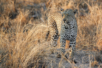 Leopard female walking  in Sabi Sands Game Reserve in the Greater Kruger Region in South Africa