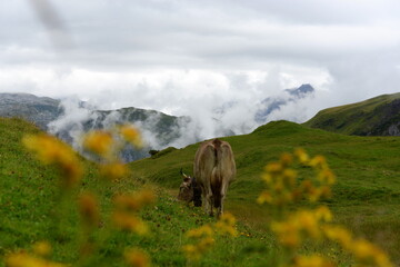 Kühe und Kälber in den Bergen