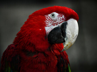Head of a gorgeous handsome red parrot