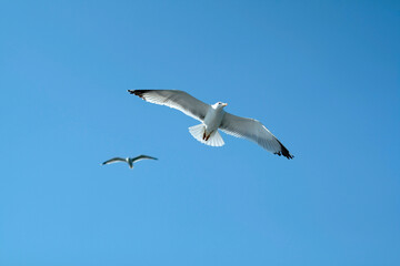 Obraz premium seagull in the sky